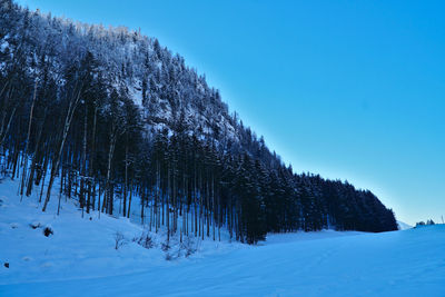 Trees on snow covered field against clear sky