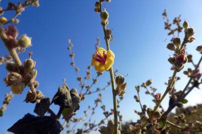 Low angle view of flowers against blue sky