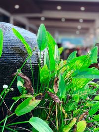 Close-up of green leaves on plant