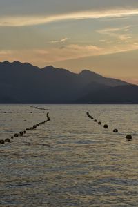 View of birds in sea at sunset