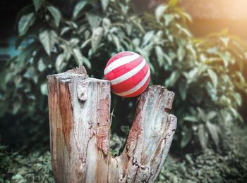 Close-up of wooden post on tree trunk