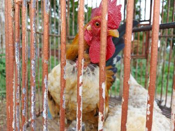 Close-up of a bird in cage