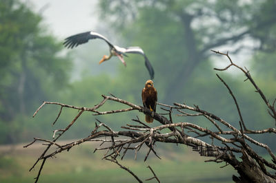 Bird perching on branch