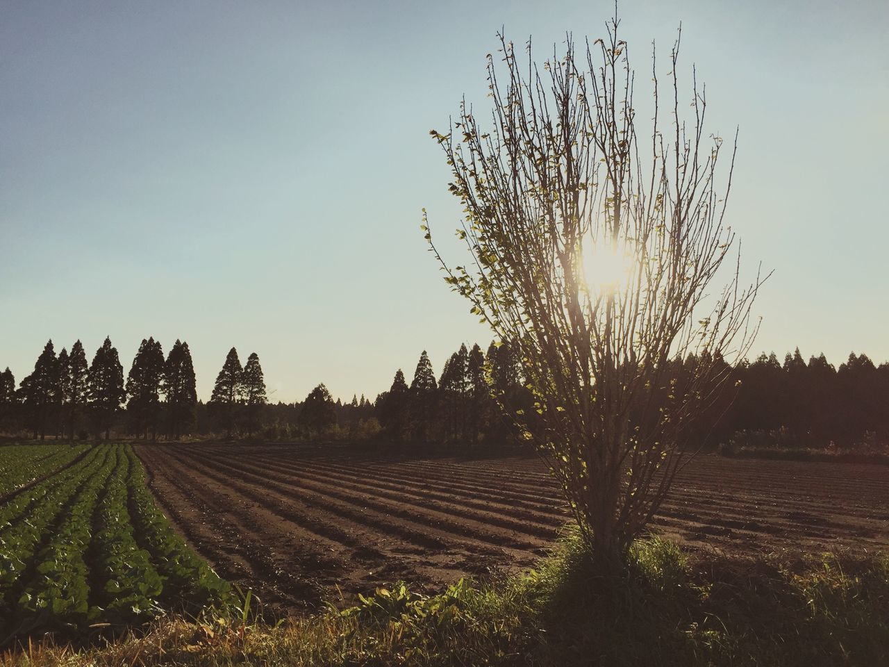 SCENIC VIEW OF FIELD AGAINST SKY DURING SUNSET