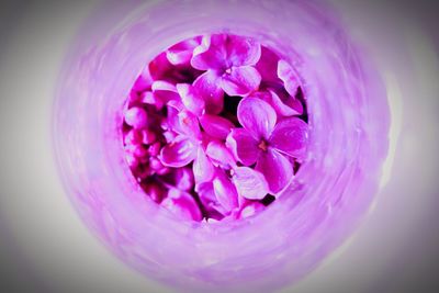 Close-up of pink flowers