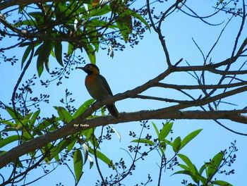 Low angle view of birds perching on branch