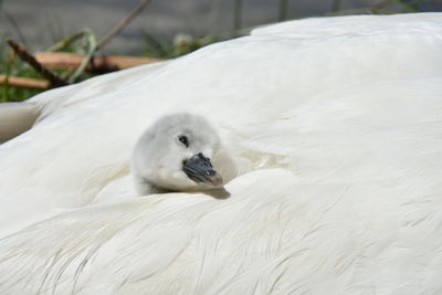 Close-up of white swan