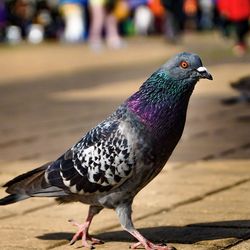 Close-up of bird