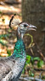 Close-up of a bird looking away