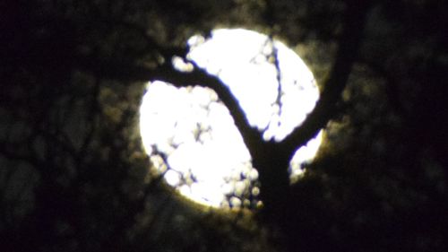 Low angle view of silhouette tree against sky at night