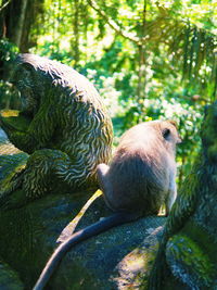 Close-up of sheep