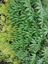 Full frame shot of plants