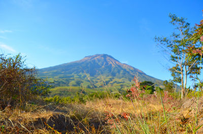 Scenic view of field against blue sky