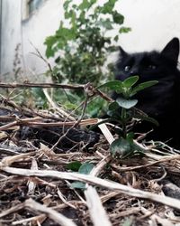 Close-up of lizard on plant