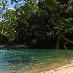 Scenic view of sea against trees