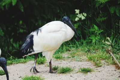 White bird perching on a field