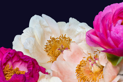 Close-up of pink rose flower against black background