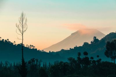 Silhouette trees in forest against sky during sunset