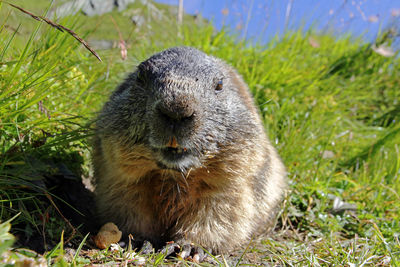 Close-up of an animal on field