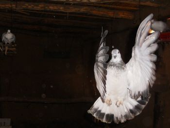 Birds perching on floor