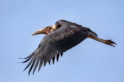 Low angle view of bird flying