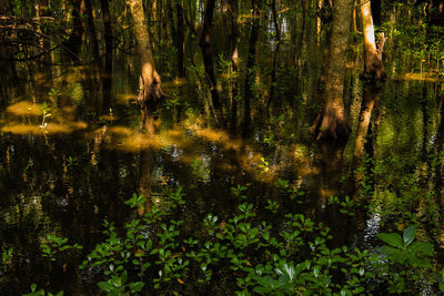 Scenic view of lake in forest