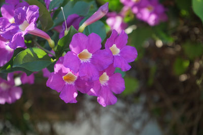 Close-up of purple flowering plant