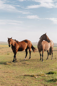 Horses on a field
