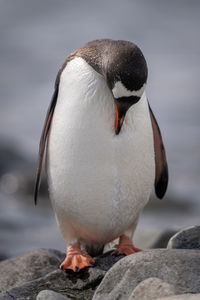 Gentoo penguin stands on rock preening chest