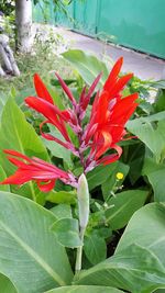 Close-up of red flowers blooming outdoors