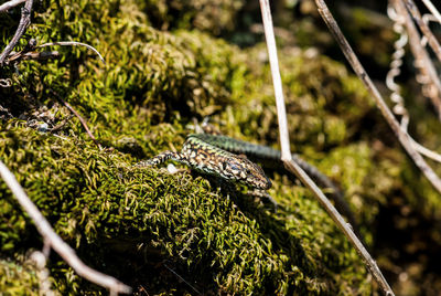 Close-up of lizard on mossy rock