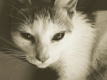 Close-up portrait of cat