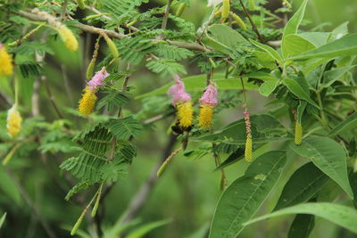 Close-up of insect on pink flowering plant