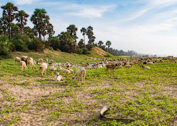 Flock of sheep on field against sky