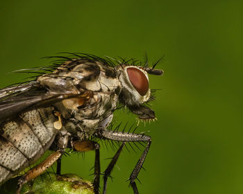 Close-up of fly