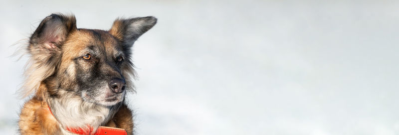 Close-up of a horse against the sky