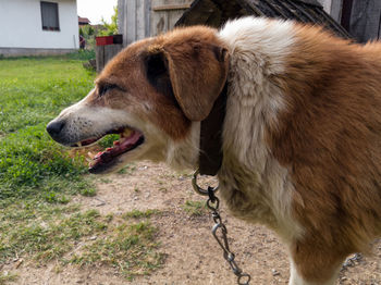 Close-up of dog looking away