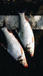 High angle view of fish in water