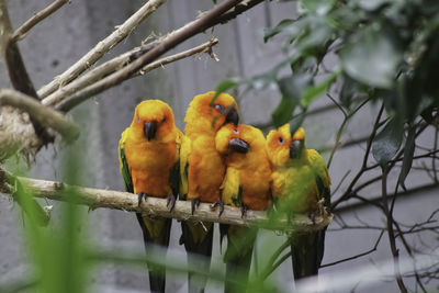 View of parrot in cage