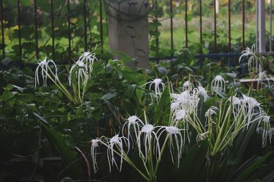 Close-up of flowering plants on field