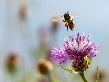 Close-up of bee pollinating on purple flower