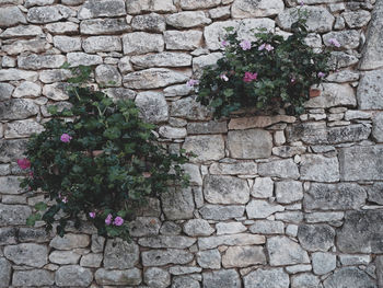 Close-up of pink flower on stone wall