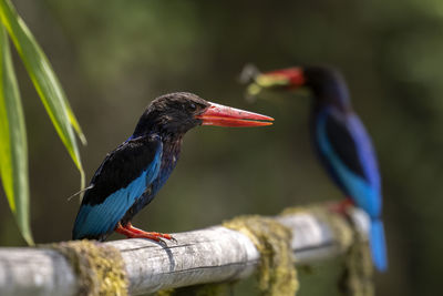 Close-up of bird perching on wood