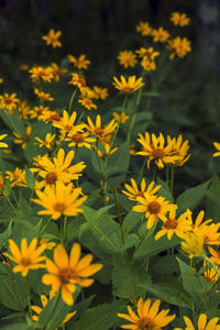 Close-up of yellow flowering plants on field