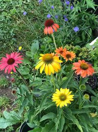 High angle view of yellow flowering plants