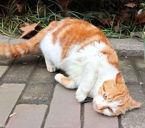 High angle view of cat lying down