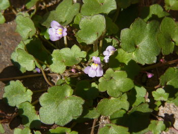 Close-up of flowers