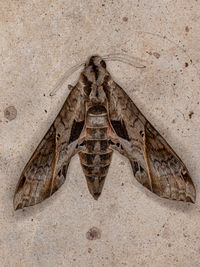 High angle view of lizard on sand