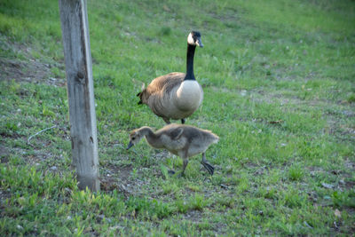 Ducks on a field