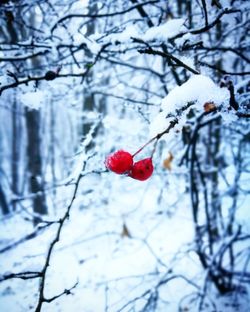 Close-up of red berries on snow